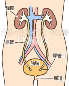 膀胱と腎臓のイラスト