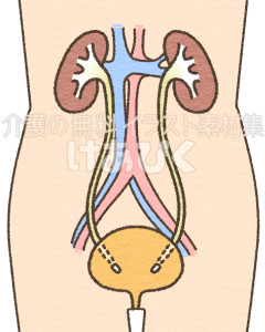 膀胱と腎臓のイラスト（名称なし）