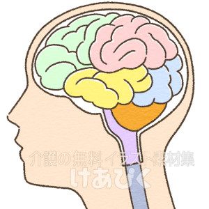 横から見た脳のイラスト（役割区分色分け）