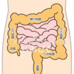 大腸と小腸のイラスト
