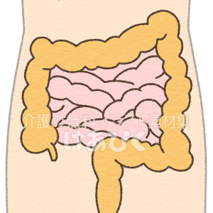 大腸と小腸のイラスト（文字なし）
