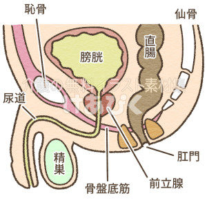 男性の骨盤内臓器（泌尿器周辺）のイラスト