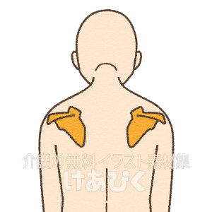 離れた肩甲骨のイラスト