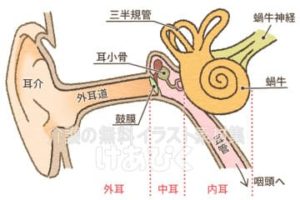 耳の構造のイラスト（文字あり）
