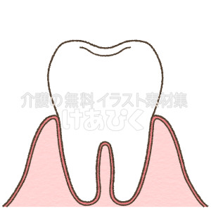 歯の断面図のイラスト